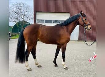 Holstein, Gelding, 6 years, 16,1 hh, Brown