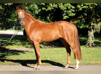 Holstein, Gelding, 6 years, 16.1 hh, Chestnut-Red