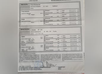 Holstein, Gelding, 6 years, 16.1 hh, Chestnut-Red