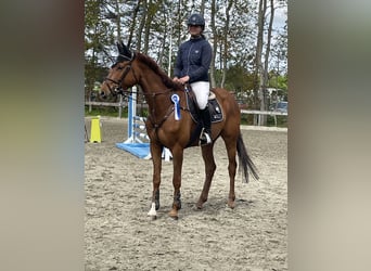 Holstein, Gelding, 6 years, 16.1 hh, Chestnut-Red