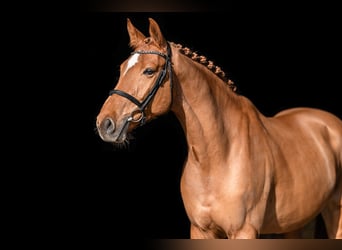 Holstein, Gelding, 6 years, 16.1 hh, Chestnut