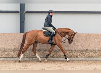 Holstein, Gelding, 6 years, 16.1 hh, Chestnut