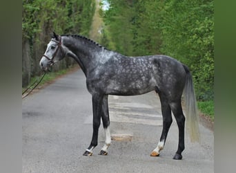 Holstein, Gelding, 6 years, 16.1 hh, Grey