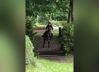 Holstein, Gelding, 6 years, 16.2 hh, Bay-Dark