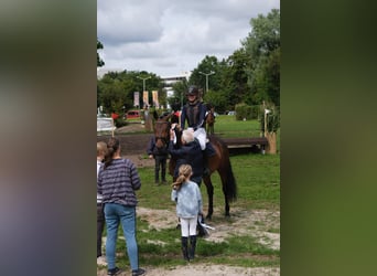 Holstein, Gelding, 6 years, 16.2 hh, Bay-Dark