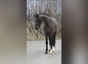 Holstein, Gelding, 6 years, 16,2 hh, Bay-Dark