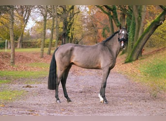 Holstein, Gelding, 6 years, 16,2 hh, Bay-Dark