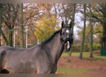 Holstein, Gelding, 6 years, 16,2 hh, Bay-Dark