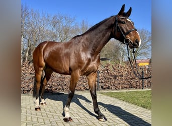 Holstein, Gelding, 6 years, 16.2 hh, Brown