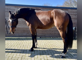 Holstein, Gelding, 6 years, 16.2 hh, Brown