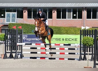 Holstein, Gelding, 6 years, 16.2 hh, Brown