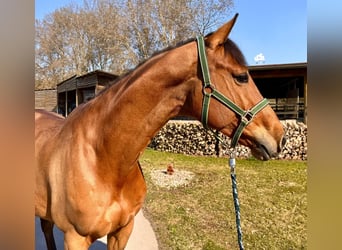 Holstein, Gelding, 6 years, 16.2 hh, Brown