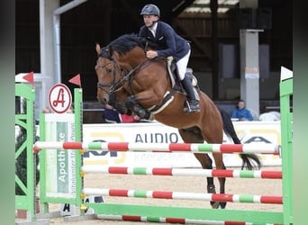 Holstein, Gelding, 6 years, 16.2 hh, Brown