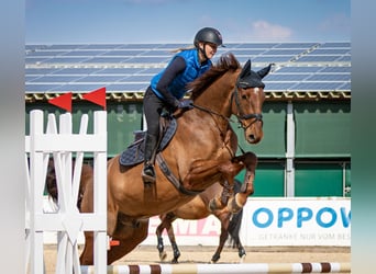 Holstein, Gelding, 6 years, 16.2 hh, Chestnut-Red