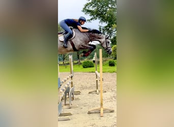 Holstein, Gelding, 6 years, 16,2 hh, Gray