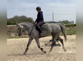 Holstein, Gelding, 6 years, 16.2 hh, Grey-Blue-Tan