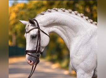Holstein, Gelding, 6 years, 16.2 hh, Grey
