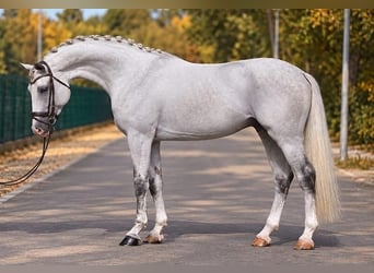 Holstein, Gelding, 6 years, 16.2 hh, Grey