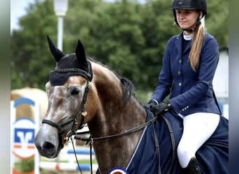 Holstein, Gelding, 6 years, 16.2 hh, Grey