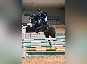 Holstein, Gelding, 6 years, 16,2 hh, Smoky-Black