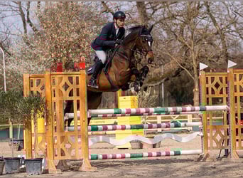 Holstein, Gelding, 6 years, 16.3 hh, Brown