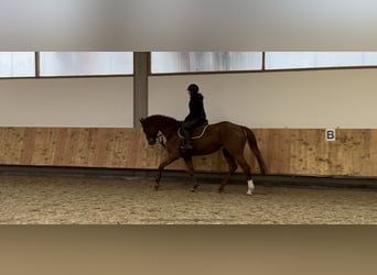 Holstein, Gelding, 6 years, 16,3 hh, Chestnut-Red