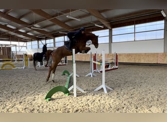 Holstein, Gelding, 6 years, 16,3 hh, Chestnut-Red