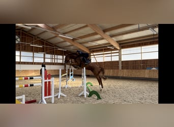 Holstein, Gelding, 6 years, 16,3 hh, Chestnut-Red