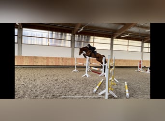 Holstein, Gelding, 6 years, 16,3 hh, Chestnut-Red