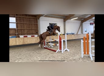 Holstein, Gelding, 6 years, 16,3 hh, Chestnut-Red