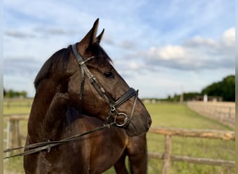 Holstein, Gelding, 6 years, 16 hh, Black