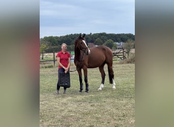 Holstein, Gelding, 6 years, 16 hh, Brown