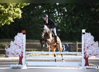 Holstein, Gelding, 6 years, 16 hh, Brown