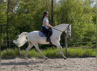 Holstein, Gelding, 6 years, 16 hh, Gray