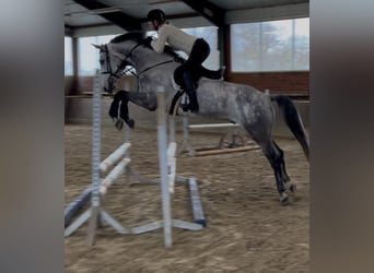 Holstein, Gelding, 6 years, 16 hh