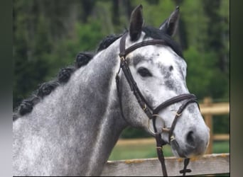 Holstein, Gelding, 6 years, 16 hh