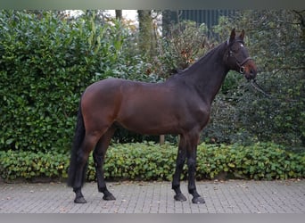 Holstein, Gelding, 6 years, 16,1 hh, Brown