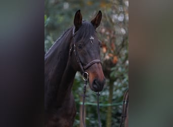 Holstein, Gelding, 6 years, 16,1 hh, Brown