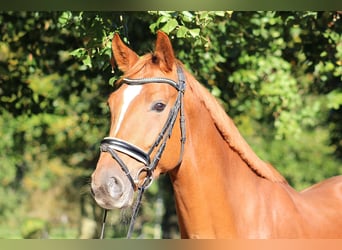 Holstein, Gelding, 6 years, 16,1 hh, Chestnut-Red