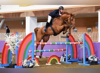 Holstein, Gelding, 6 years, 16,1 hh, Chestnut-Red