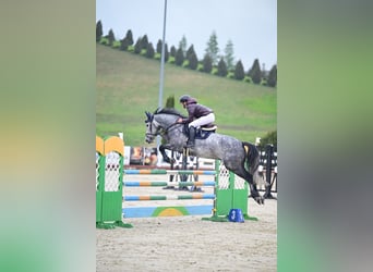 Holstein, Gelding, 6 years, 16,1 hh, Gray