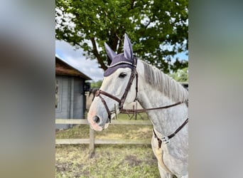 Holstein, Gelding, 6 years, 16,1 hh, Grey