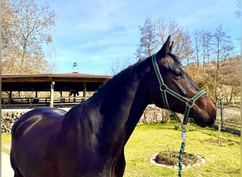 Holstein, Gelding, 6 years, 16,1 hh, Smoky-Black