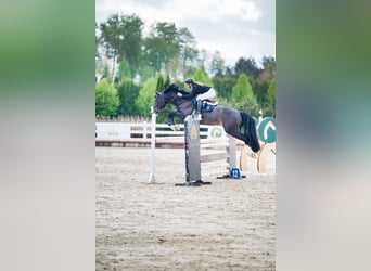 Holstein, Gelding, 6 years, 16,2 hh, Bay-Dark