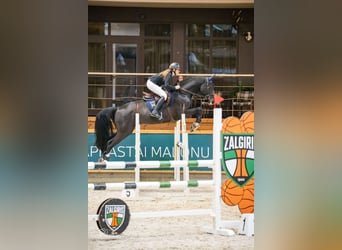 Holstein, Gelding, 6 years, 16,2 hh, Bay-Dark