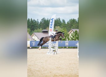Holstein, Gelding, 6 years, 16,2 hh, Bay-Dark
