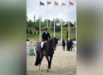 Holstein, Gelding, 6 years, 16,2 hh, Bay-Dark