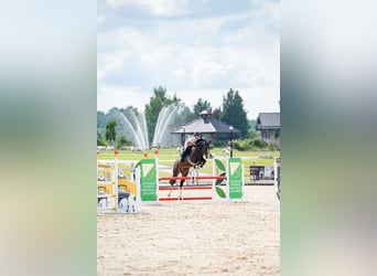 Holstein, Gelding, 6 years, 16,2 hh, Bay-Dark