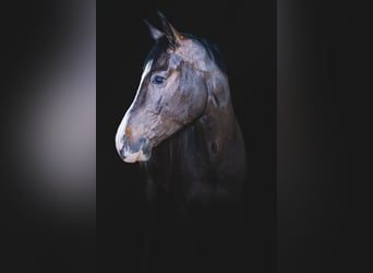 Holstein, Gelding, 6 years, 16,2 hh, Bay-Dark