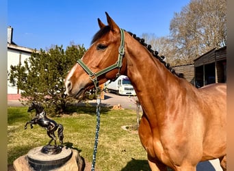 Holstein, Gelding, 6 years, 16,2 hh, Brown